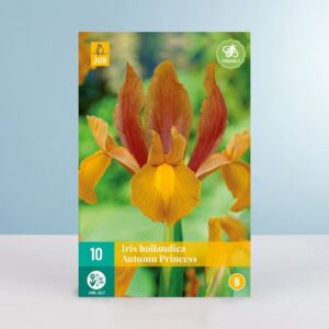 Schwertlilie 'Autumn Princess' - 10 Zwiebeln