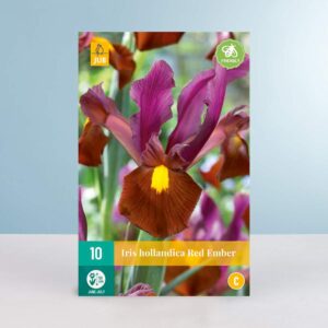 Holländische Schwertlilie 'Red Ember' - 10 Zwiebeln