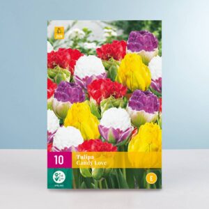 Tulpen 'Candy Love' Mix - 10 Zwiebeln