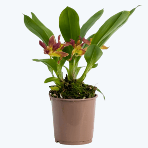 Cochleanthes Hybride mit rot-braunen Blüten im 9cm Topf