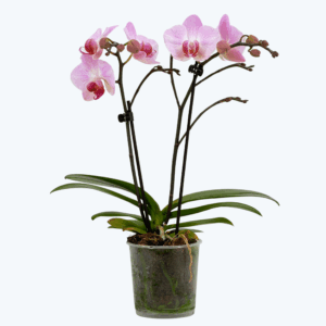 Table Dance Antwerpen mit großen rosa Blüten und 2 Rispen