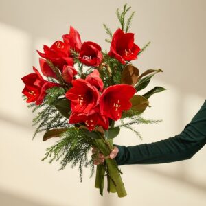 Rote Amaryllis - 3 Stiele
