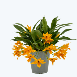 Promenaea Sunlight mit orangefarbenen Blüten