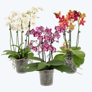 Große Two of Us Farbmix im 3er Set mit 4 Rispen