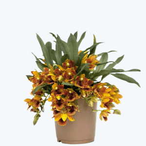 Promenaea Sunlight mit gefleckten orange-braunen Blüten