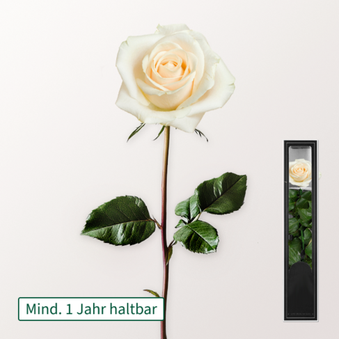 Weiße haltbare Rose mit Stiel – Bild 2