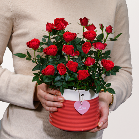 Rote Rose im Topf – Bild 2