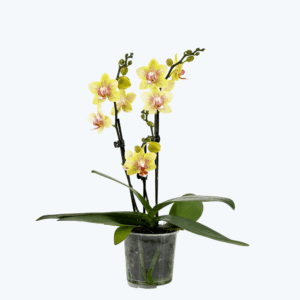 Table Dance Pereira mit gelb-gepunkteten Blüten und 3+ Rispen