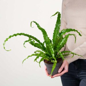 Asplenium 'Osaka'