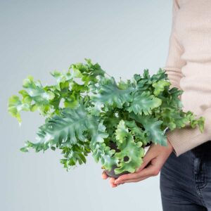 Phlebodium 'Davana' S