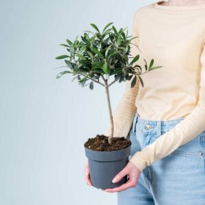 Olivenbaum-Stämmchen S