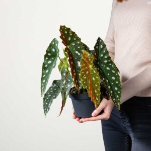 BIO Forellenbegonie 'Big Dots'