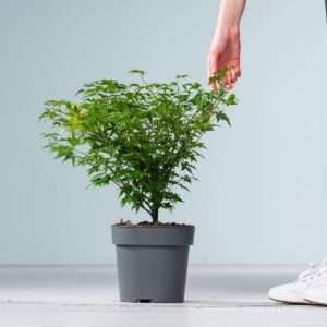 Ahorn 'Little Princess'