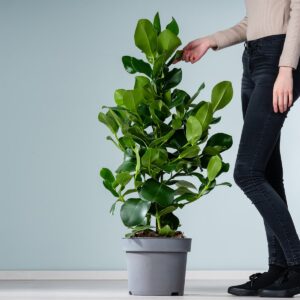 Balsamapfel 'Princess'