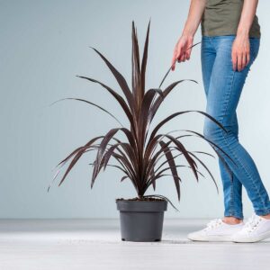 Keulenlilie 'Superstar'