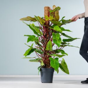 Philodendron 'Painted Lady' am Moosstab