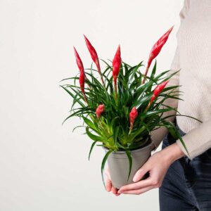 Vriesea 'Multiflower Astrid'