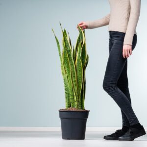 Bogenhanf 'Laurentii' XL