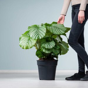 Calathea 'Orbifolia' L