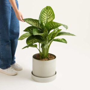 Dieffenbachie 'Reeva'