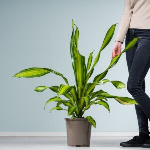 Drachenbaum 'Charley'