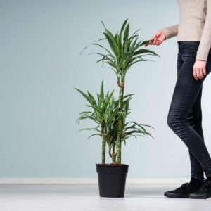 Drachenbaum 'Warneckei' M