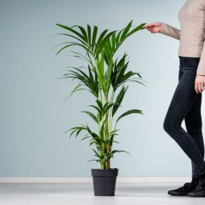 Kentia-Palme 'Forsteriana' S