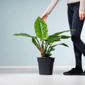 Philodendron 'Imperial Green' L