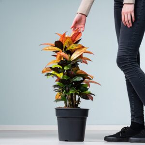 Wunderstrauch 'Iceton' L