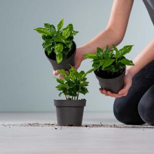 BIO Echte Kaffeepflanze - 3 Stück