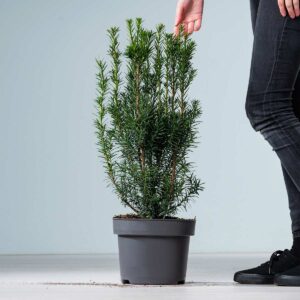 Bechereibe 'Hicksii' M