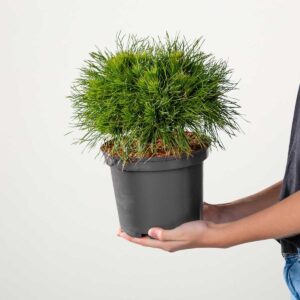 Bergkiefer 'Varella'