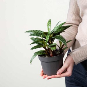 BIO Ledebouria 'Socialis'