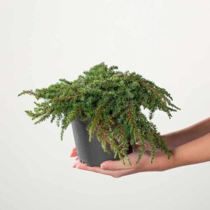 Heidewacholder 'Green Carpet'