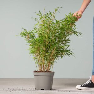 Horstbildender Bambus 'Rufa' L