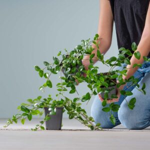 Kleines Immergrün 'Weiß' - 3 Stück