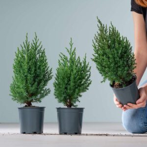 Chinesischer Wacholder 'Stricta' - 3 Stück
