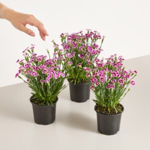 Winterharte Nelke 'Pink Kisses' - 3 Stück