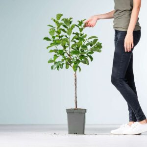 BIO Pflaume 'Reine Claude Verte'