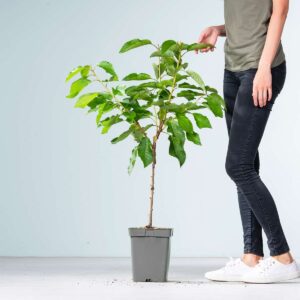 BIO Süßkirsche 'Bigarreau Burlat'