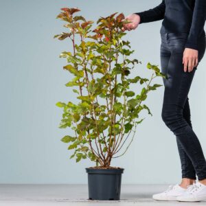 Blasenspiere 'Amber Jubilee®'