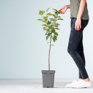 BIO Apfel 'Roter Boskoop'