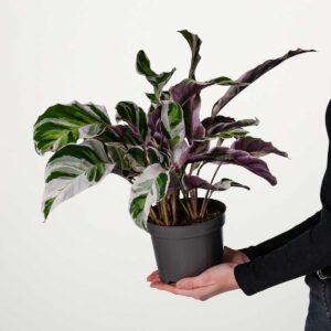 Calathea 'White Fusion'