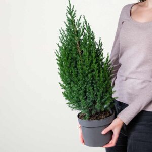 Chinesischer Wacholder 'Stricta' L