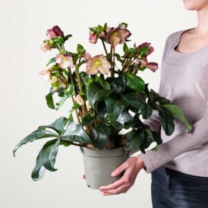 Christrose 'Ice N'Roses®' - Rosa