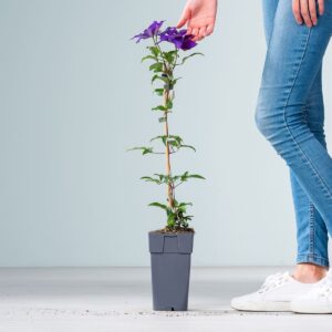 Clematis 'The President' M