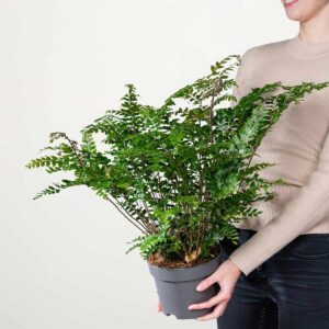 Doppelhüllenfarn 'Truncatula' M