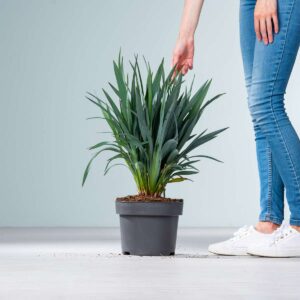 Flachslilie 'Blue Stream'