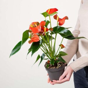 Flamingoblume 'Solara'