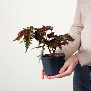 Forellenbegonie 'Wings'